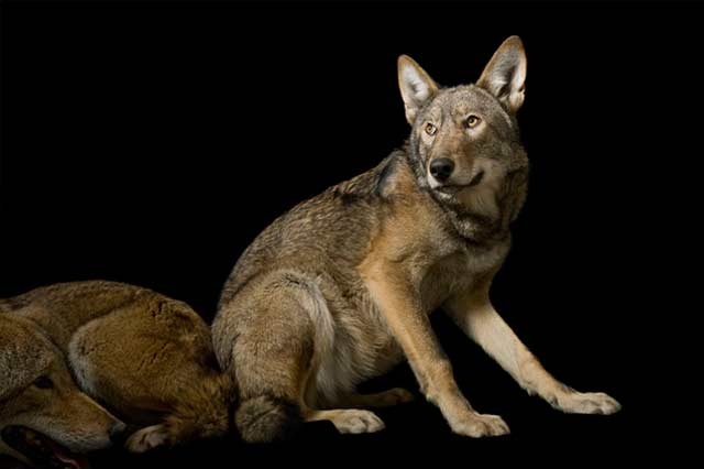 特集 絶滅危惧種を考える 第1弾 ナショナルジオグラフィック日本版サイト