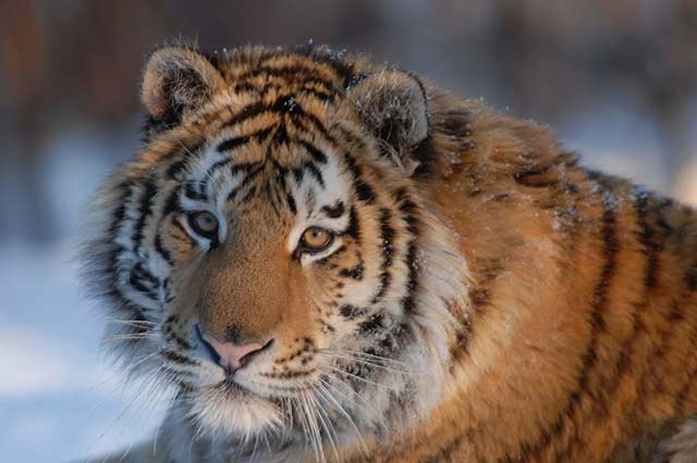 特集 ロシア 知られざる自然と動物たち ナショナルジオグラフィック日本版サイト 特集 ロシア 知られざる自然と動物たち ナショナルジオグラフィック日本版サイト