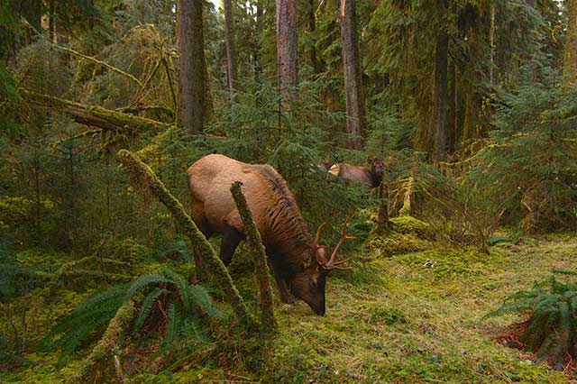オリンピック国立公園を巡る旅 二 ナショナルジオグラフィック日本版サイト