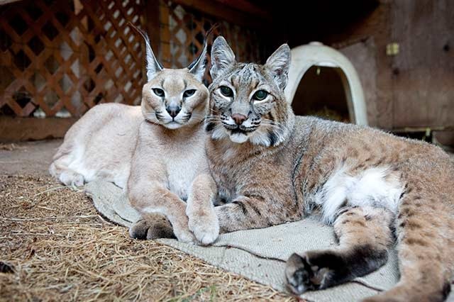 ネコ科動物の交遊録 ニ ナショナルジオグラフィック日本版サイト ネコ科動物の交遊録 ニ ナショナルジオグラフィック日本版サイト