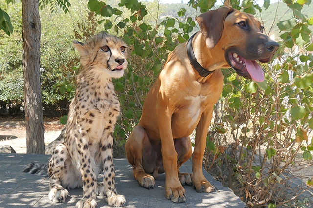 動物界の意外なお友達 愛こそすべて 二 ナショナル ジオグラフィック日本版サイト 動物界の意外なお友達 愛こそすべて 二 ナショナル ジオグラフィック日本版サイト