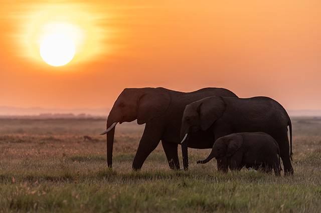 ナショナルジオグラフィック日本版サイト