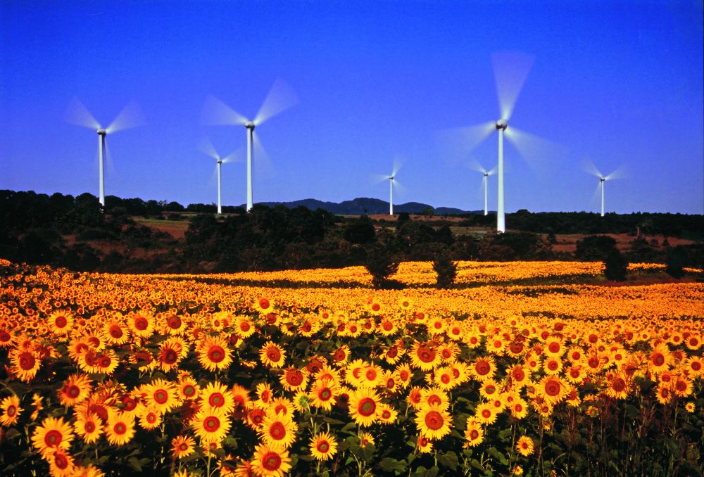 ひまわりが一面に咲く 布引高原 福島県 郡山市 ナショナルジオグラフィック日本版サイト