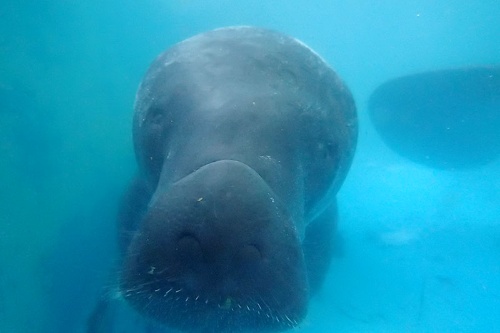 第5回 アマゾンマナティーは水中で ぐるぐる回る ナショナル ジオグラフィック日本版サイト 第5回 アマゾンマナティーは水中で ぐるぐる回る ナショナル ジオグラフィック日本版サイト