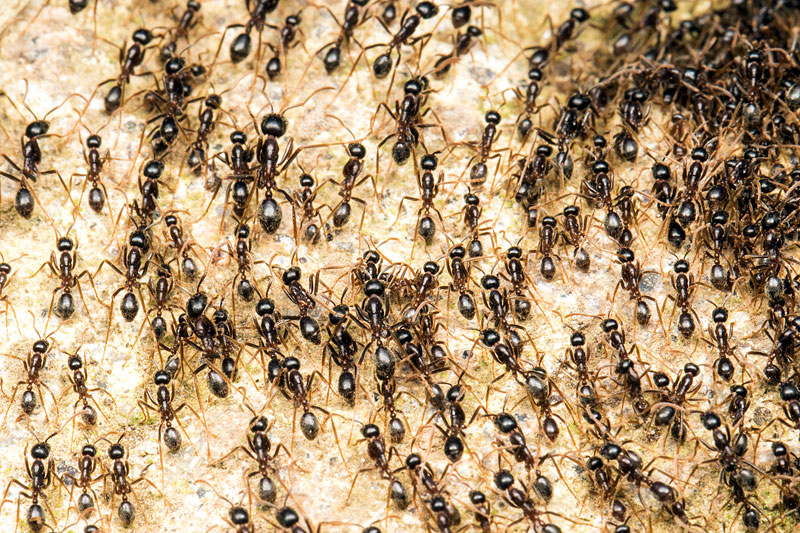 第134回 ぐるぐると渦を巻くアリの群れに出会った | ナショナル ジオ