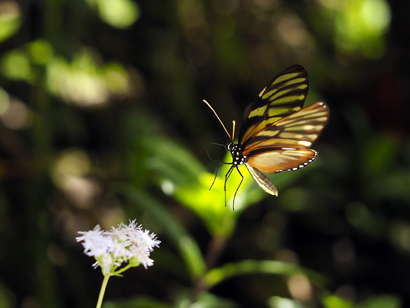 第151回 1月の庭先に咲く花、飛び回る昆虫たち | ナショナル ジオ