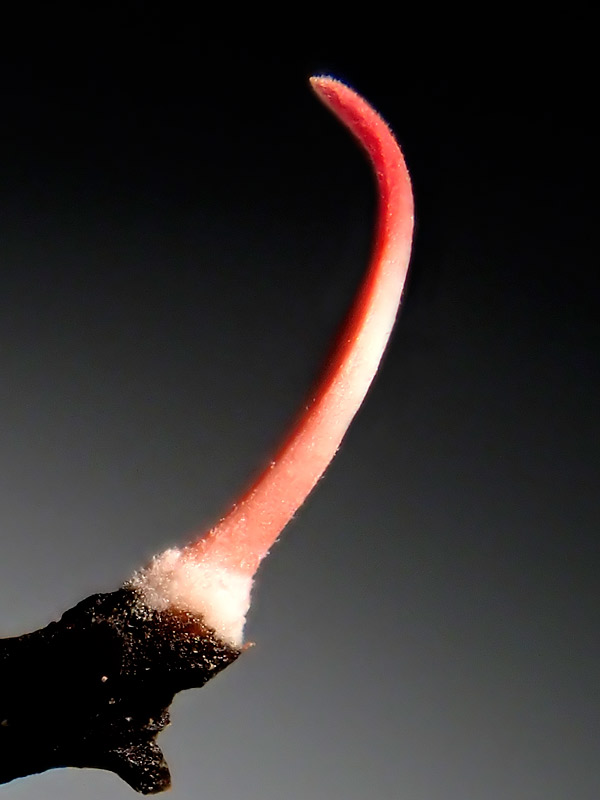 第165回 初飼育！ 冬虫夏草 | ナショナル ジオグラフィック日本