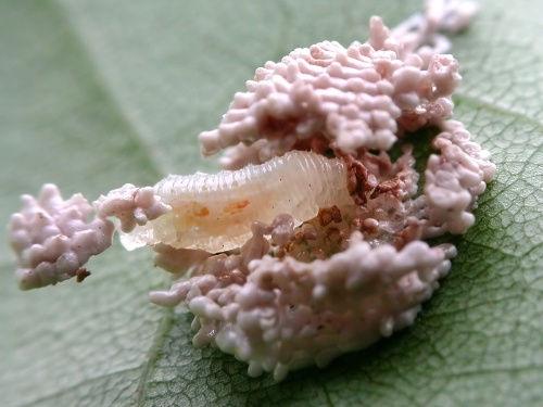 第136回 イモムシのうんちにそっくりなツノゼミ ナショナルジオグラフィック日本版サイト 第136回 イモムシのうんちにそっくりなツノゼミ ナショナルジオグラフィック日本版サイト