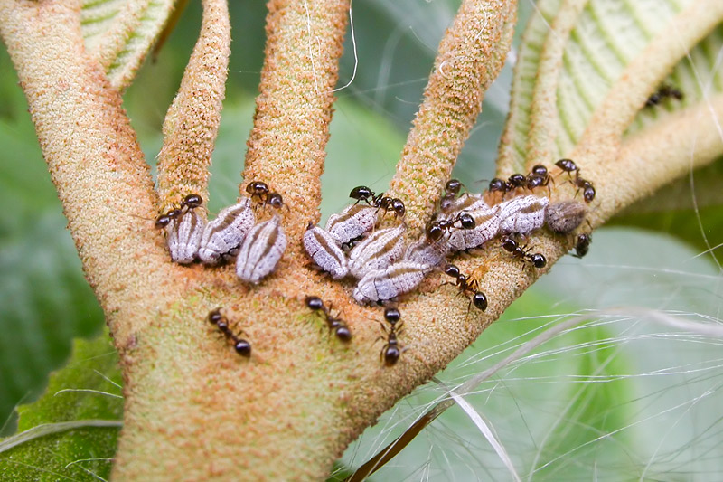 第136回 イモムシのうんちにそっくりなツノゼミ | ナショナル ジオ