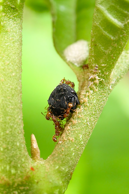 第136回 イモムシのうんちにそっくりなツノゼミ ナショナルジオグラフィック日本版サイト