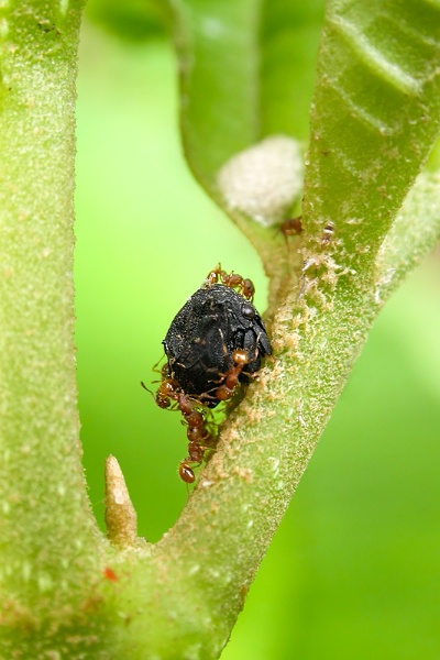 第136回 イモムシのうんちにそっくりなツノゼミ ナショナルジオグラフィック日本版サイト 第136回 イモムシのうんちにそっくりなツノゼミ ナショナルジオグラフィック日本版サイト