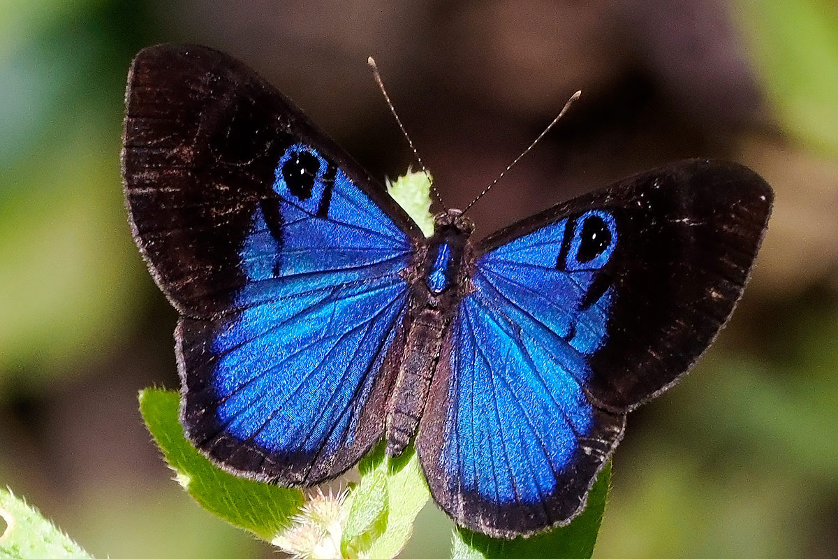 第170回 ネコ目？ アニ目？ なチョウ、シジミタテハの飼育に成功