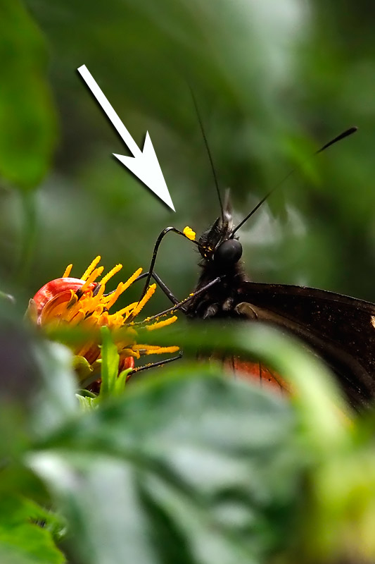 第152回 怖がらなくて大丈夫、毒蝶を育ててみた | ナショナル ジオ