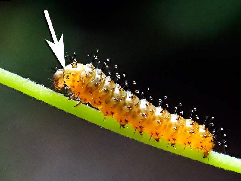 第152回 怖がらなくて大丈夫、毒蝶を育ててみた | ナショナル ジオ