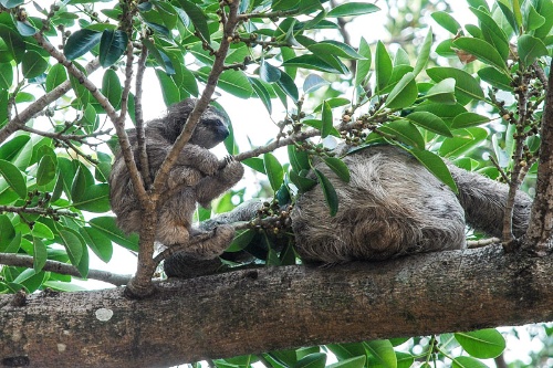 第115回 ナマケモノは小さな生き物たちのスローでエコで暖かい 宇宙 だ ナショナルジオグラフィック日本版サイト