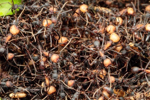 第93回 女王に会いたい 軍隊アリ密着レポート 後編 ナショナルジオグラフィック日本版サイト 第93回 女王に会いたい 軍隊アリ密着レポート 後編 ナショナルジオグラフィック日本版サイト