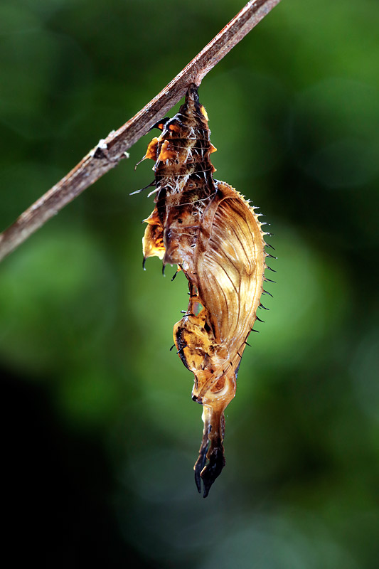 第153回 毒蝶 幼虫からサナギになる劇的瞬間をとらえた ナショナルジオグラフィック日本版サイト