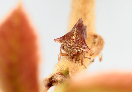 第94回 抜け殻が教えてくれた、ある昆虫の知られざる生き様ナショナルジオグラフィック日本版サイト