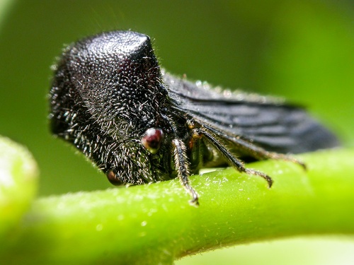 第117回 育ててみたら 鞍馬天狗 ツノゼミになった ナショナル ジオグラフィック日本版サイト 第117回 育ててみたら 鞍馬天狗 ツノゼミになった ナショナル ジオグラフィック日本版サイト