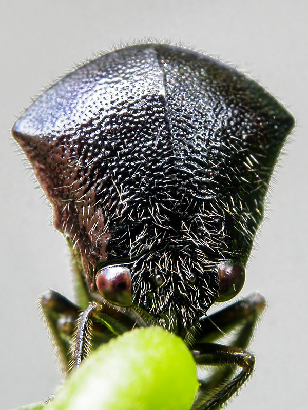 第117回 育ててみたら 鞍馬天狗 ツノゼミになった ナショナル ジオグラフィック日本版サイト