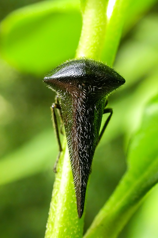 第117回 育ててみたら 鞍馬天狗 ツノゼミになった ナショナル ジオグラフィック日本版サイト