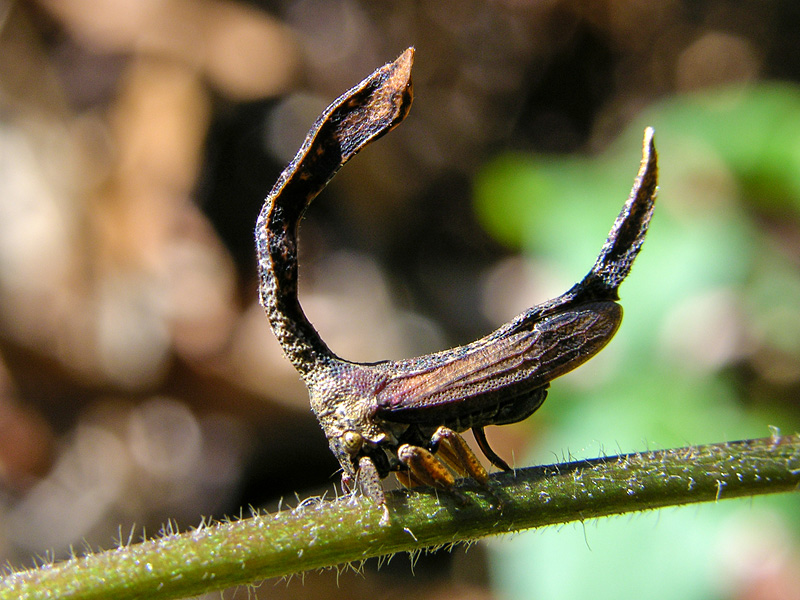 ペルーのミカヅキツノゼミ Cladonota sp. | www.reelemin242.com