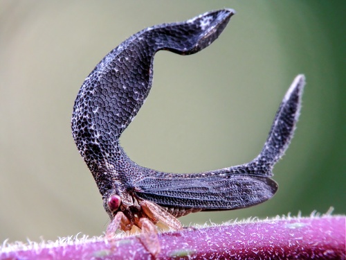 第121回 魔女の顔に見える ツノゼミ写真館 ナショナル ジオグラフィック日本版サイト 第121回 魔女の顔に見える ツノゼミ写真館 ナショナル ジオグラフィック日本版サイト