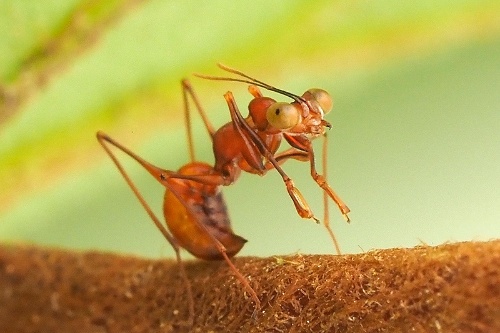 カマバチの一種(セイボウ上科:カマバチ科)のメス<br> Dryinid wasp (Chrysidoidea: Dryinidae), female<br> 葉の下、茎の部分で休んでいるところ。<br> 体長:7 mm 撮影地:コスタリカのモンテベルデ、標高1500 m