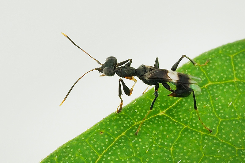 Fumiさんが見つけたカマバチの一種のメス。葉の上を歩いているところ。動きが速いし、翅が生えていて時々飛ぶので撮影は難しい。翅の模様が透明感のある黒と白で、白い部分が「胴のくびれ」を強調、あたかも翅がないように見せ、アリを真似る。<br> 体長：5 mm 撮影地：コスタリカのモンテベルデ、採集地標高1600 m