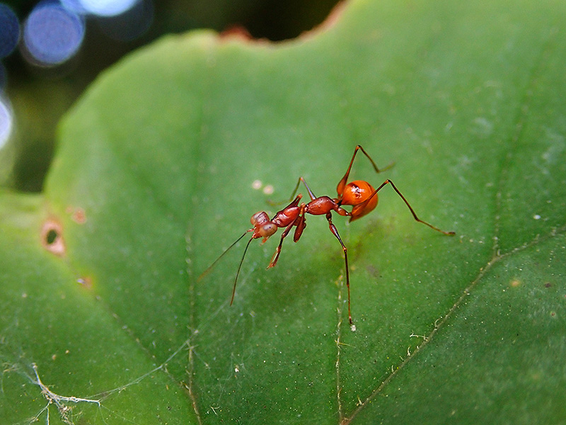 Toshiくんが見つけたカマバチ。こちらは、茶色く翅がない。葉の表や裏、茎や地面をアリのように素早く動く。たまに、静止して体のメンテナンスをしている感じだった。静止しているときは、触角を頭の上から後方へとそらしている。翅がないので飛んで逃げていくことはないけど、時折、急にジャンプするので見失いそうになる（冒頭の写真と同じ個体）。<br>体長：7 mm 撮影地：コスタリカのモンテベルデ、標高1500 m