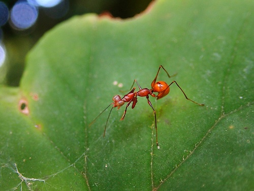 Toshiくんが見つけたカマバチ。こちらは、茶色く翅がない。葉の表や裏、茎や地面をアリのように素早く動く。たまに、静止して体のメンテナンスをしている感じだった。静止しているときは、触角を頭の上から後方へとそらしている。翅がないので飛んで逃げていくことはないけど、時折、急にジャンプするので見失いそうになる(冒頭の写真と同じ個体)。<br>体長:7 mm 撮影地:コスタリカのモンテベルデ、標高1500 m