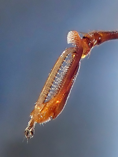 Toshiくんが見つけたカマバチの左前脚のカマの接写。カマが閉じているところで左下を軸に写真左下へと開く。カマの長さは約1 mmで開いて伸ばすと倍の2 mmほどになる。カマの内側には、獲物をしっかりと押さえ挟むのにトゲトゲの棘と毛が生えている。ちなみに前脚全体は6.5 mmと体長と同じぐらい長い。写真左下の突起は、カマが閉じている時、歩くための「つま先」だ。