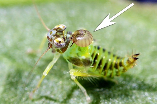 ヨコバイの仲間の幼虫に寄生しているカマバチの幼虫(矢印)。このような光景に出会えることはあまりない。カマバチの幼虫が若い時は寄主の体内にいて外部からは見えにくいからだ。<br>カマバチの幼虫の体長:約1.5 mm 撮影地:コスタリカの首都サンホセ近郊、標高1200 m