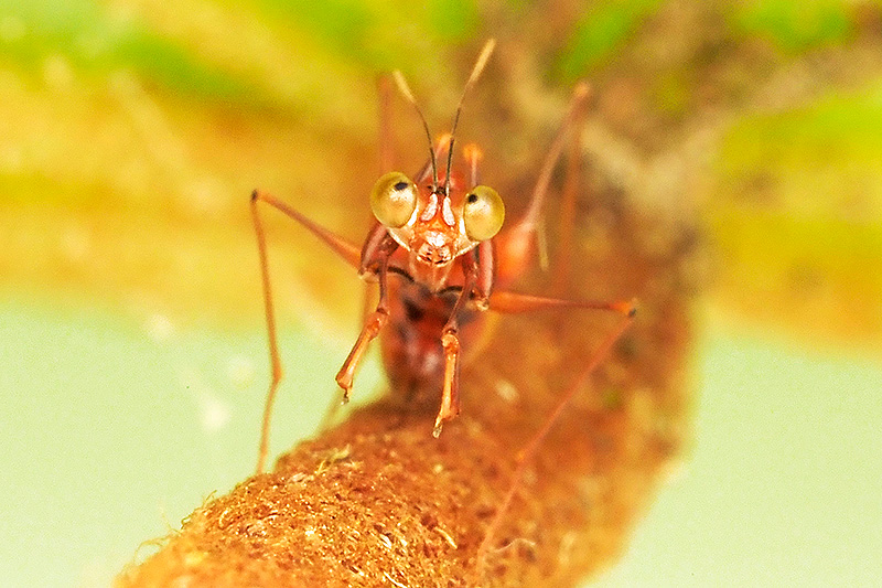 Toshiくんが見つけたカマバチ、正面から撮影。複眼の奥が見える部分だけが黒く見える偽瞳孔（ぎどうこうpseudopupil）によってオモシロ顔になっている。