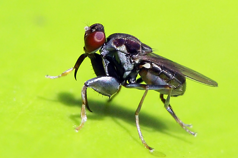 第162回 「次に何が来るか？」鎌を持つカマバチから擬態無限展開