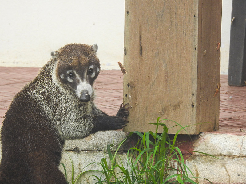 第143回 朝からごちそう ハナグマ ピソちゃん ナショナルジオグラフィック日本版サイト