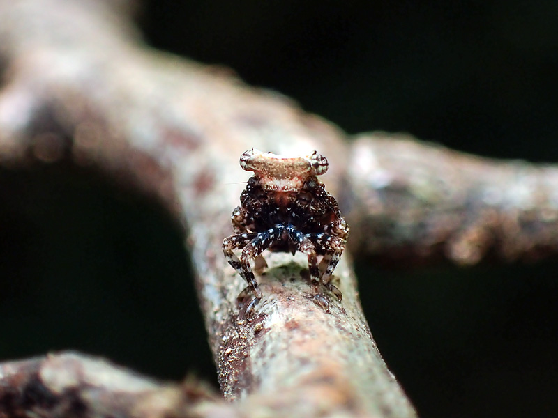 第144回 カエル 宇宙人 ヘンかわいい5ミリの幼虫 ナショナルジオグラフィック日本版サイト
