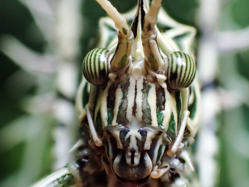 南米のサルオガセギス 第123回 目立たないけどトゲだらけ、サルオガセツユムシ