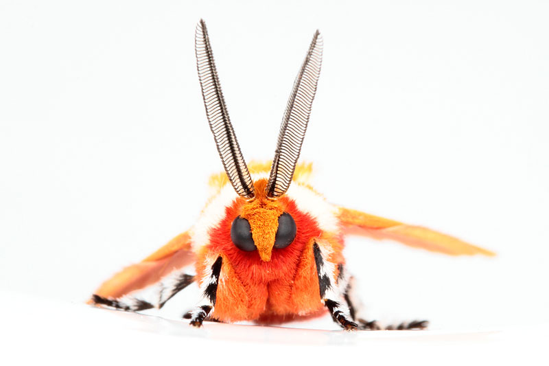 第100回 嫌われ者 の蛾に対するぼくの思い ナショナルジオグラフィック日本版サイト