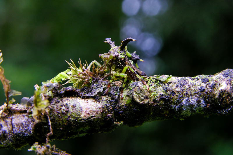 第124回 珍種！ コケに擬態したツノゼミ | ナショナル ジオ