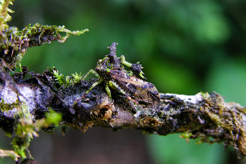 第124回 珍種！ コケに擬態したツノゼミ | ナショナル ジオ