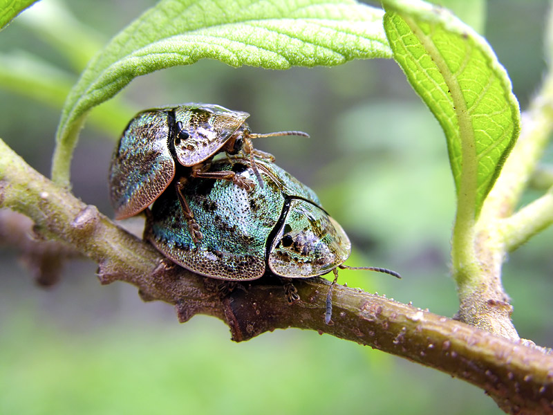 第157回 キラキラ宝石 コスタリカのハムシ8種 | ナショナル ジオ