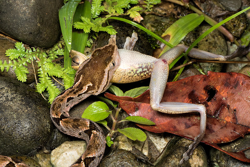 第125回 熱帯雨林の暗闇に浮かびあがったワニ ナショナルジオグラフィック日本版サイト