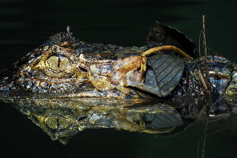 第125回 熱帯雨林の暗闇に浮かびあがったワニ | ナショナル ジオ