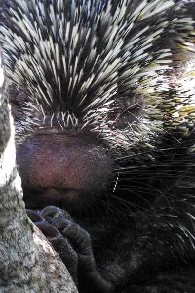 第158回 庭の新顔 アメリカヤマアラシ(前編)ナショナルジオグラフィック日本版サイト