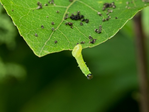 第147回 芸術の秋 葉っぱに泡の塔を造ったのは誰 ナショナルジオグラフィック日本版サイト 第147回 芸術の秋 葉っぱに泡の塔を造ったのは誰 ナショナルジオグラフィック日本版サイト
