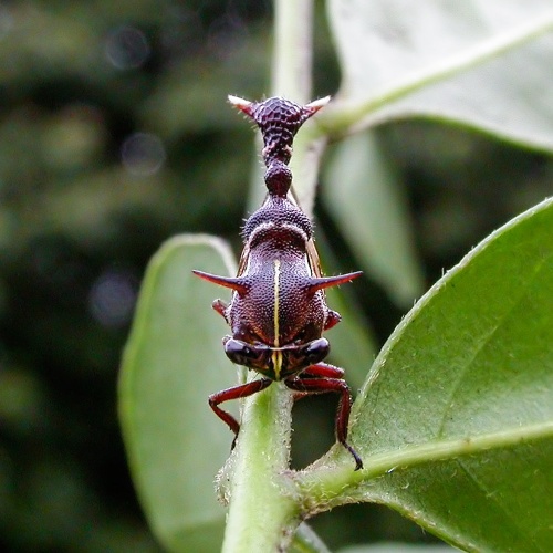 第127回 恋の歌を歌うツノゼミナショナルジオグラフィック日本版サイト