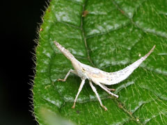 動画】一つ目のヤギが生まれた、単眼症 | ナショナル ジオグラフィック