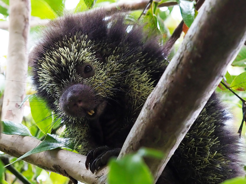 第159回 カユイのは好物のせい アメリカヤマアラシ 後編 ナショナルジオグラフィック日本版サイト