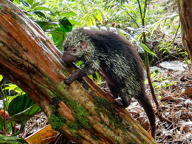 第159回 カユイのは好物のせい アメリカヤマアラシ 後編 ナショナル ジオグラフィック日本版サイト